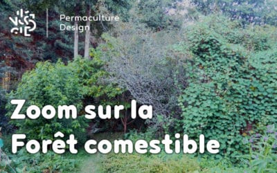 Zoom sur la forêt comestible