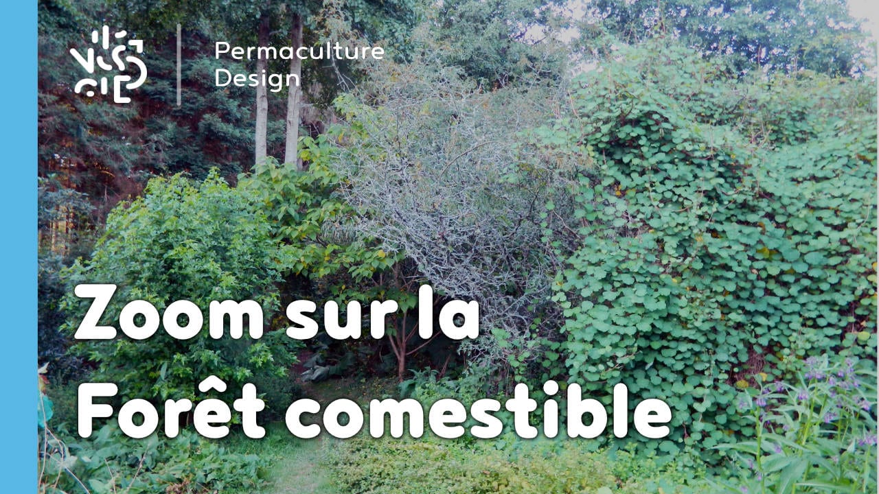 Zoom sur la forêt comestible