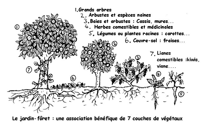 forêt nourricière