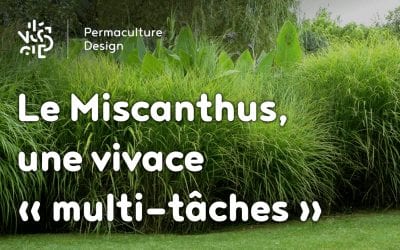 Le miscanthus, une plante vivace multifonction très permaculture !!!