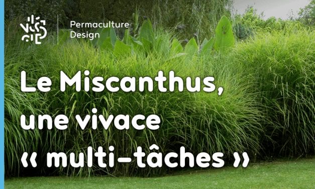 Le miscanthus, une plante vivace multifonction très permaculture !!!