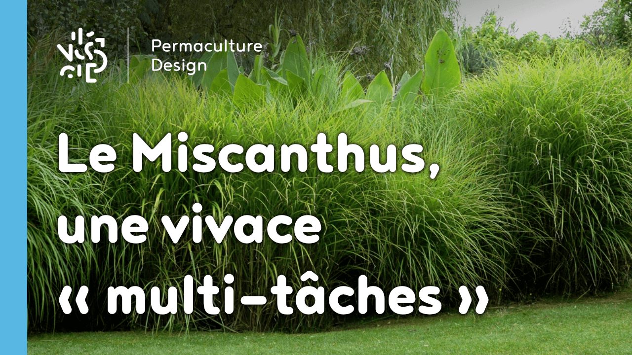 Le miscanthus, une plante vivace multifonction très permaculture !!!