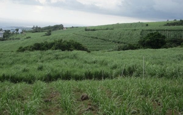 Permaculture tropicale : les sols agricoles pauvres en milieux tropicaux