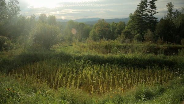 aquaculture-permaculture-poisson-permaculturedesign-6-600