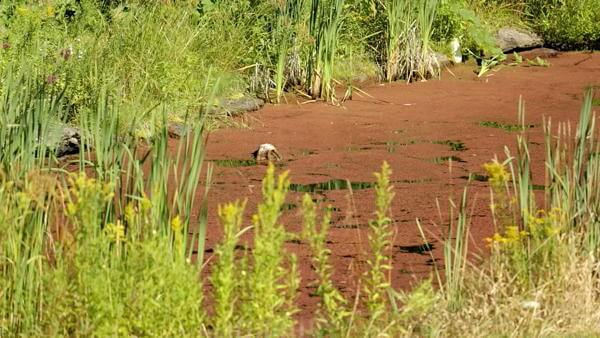 aquaculture-permaculture-poisson-permaculturedesign