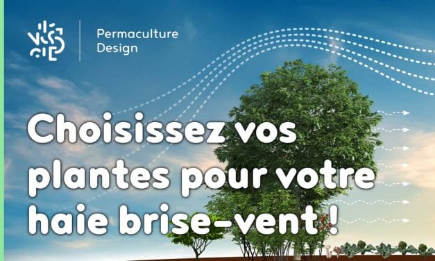 Choisissez vos plantes pour votre haie brise-vent !