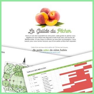 Les guildes autour des arbres fruitiers : la guilde du pêcher