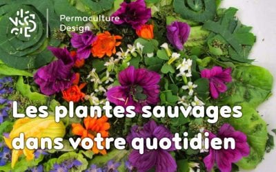 Faites entrer les plantes sauvages dans votre quotidien !