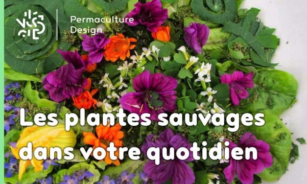 Faites entrer les plantes sauvages dans votre quotidien !