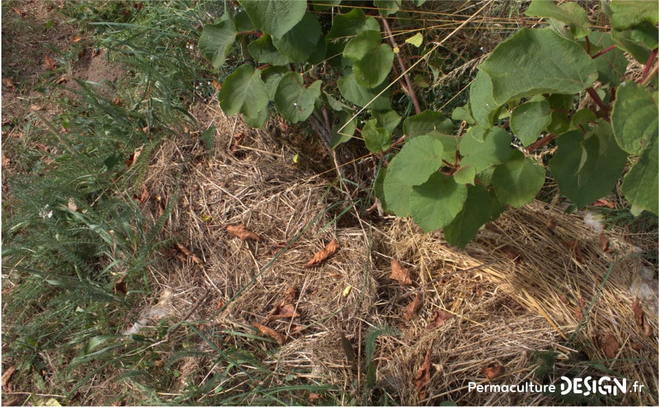 Essai sur l’utilisation de nos résidus de toilettes sèches pour fertiliser un arbre fruitier