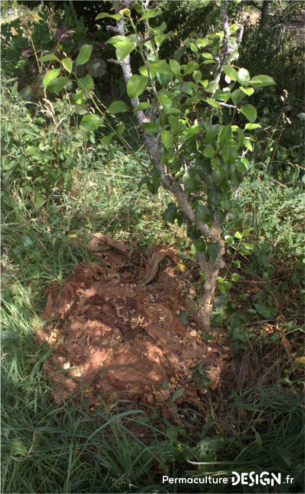 Essai sur l’utilisation de nos résidus de toilettes sèches pour fertiliser un arbre fruitier