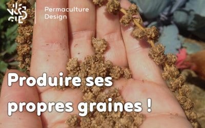 Pourquoi et comment produire ses propres graines ?