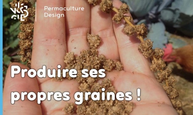 Pourquoi et comment produire ses propres graines ?