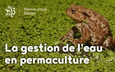 La gestion de l’eau en permaculture