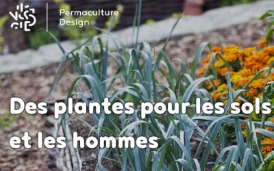 Les plantes sauvages au service de la santé des sols et des hommes !