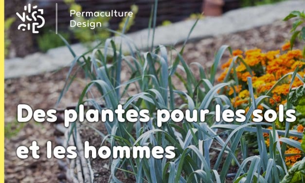 Les plantes sauvages au service de la santé des sols et des hommes !