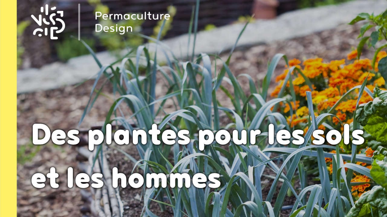 Les plantes sauvages au service de la santé des sols et des hommes !