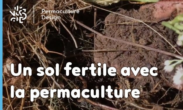 Comment avoir un sol fertile avec la permaculture : les bases