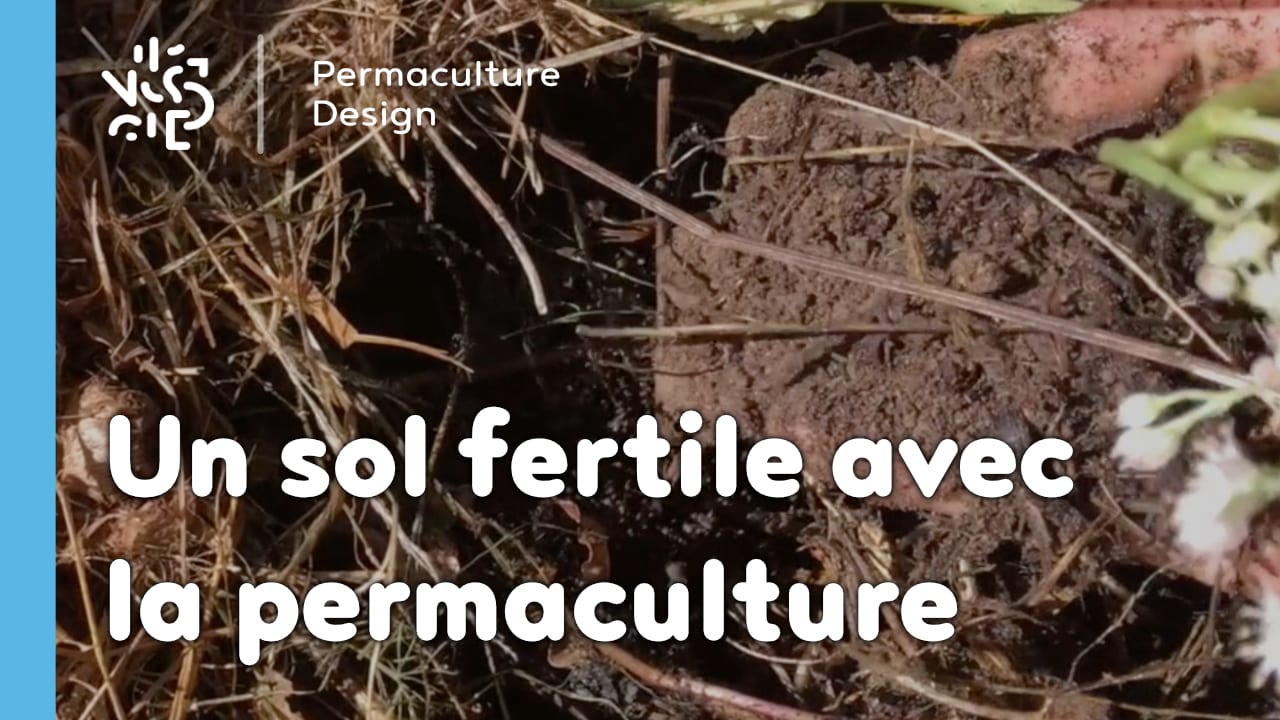 Comment avoir un sol fertile avec la permaculture : les bases