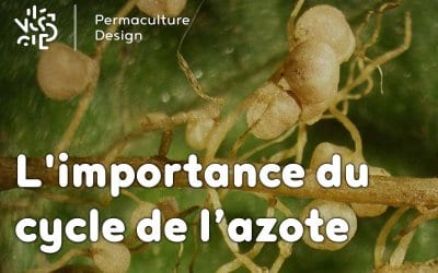 L’importance du cycle de l’azote en permaculture