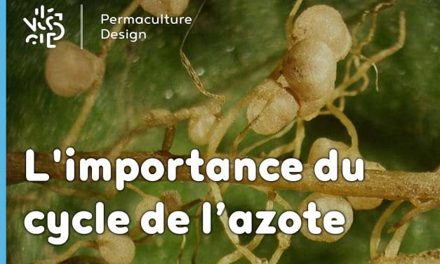 L’importance du cycle de l’azote en permaculture