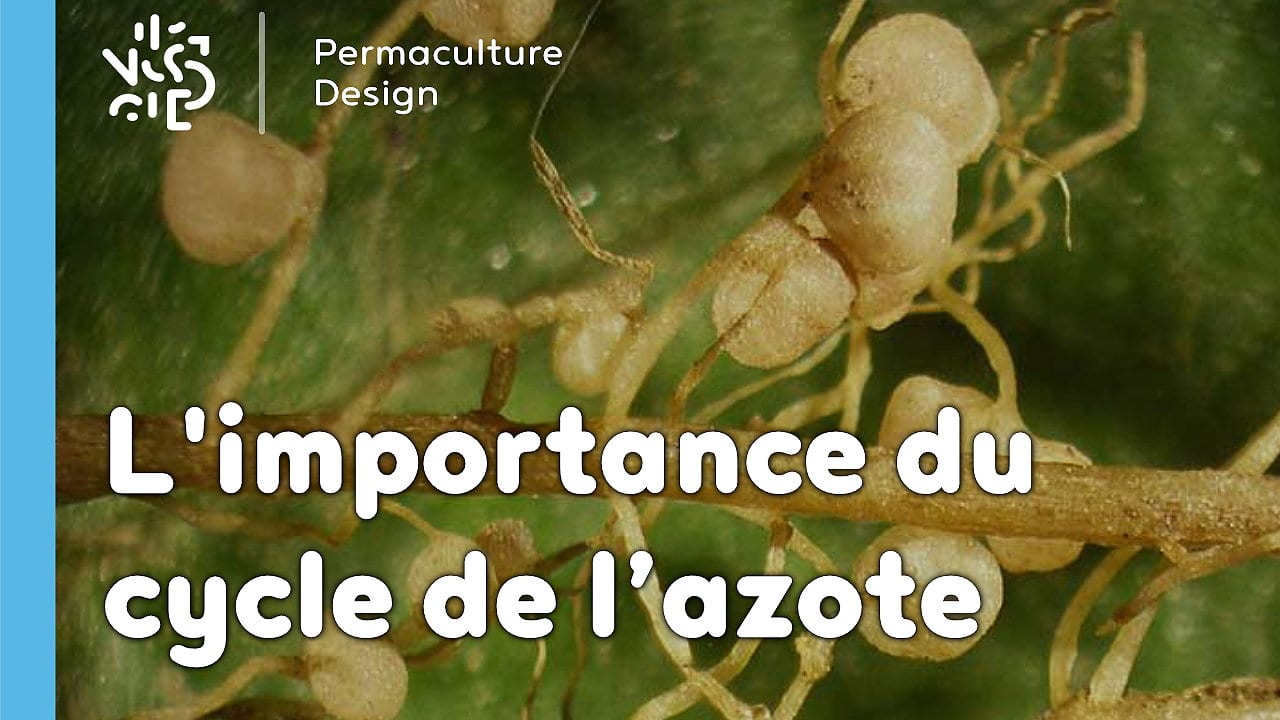 L’importance du cycle de l’azote en permaculture