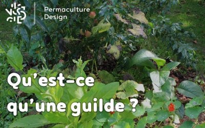 Qu’est-ce qu’une guilde ?