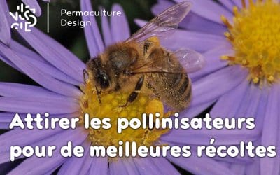 Obtenez de meilleures récoltes en attirant les pollinisateurs !