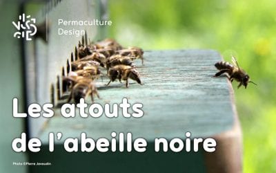 Pourquoi réintroduire l’abeille noire en apiculture ?