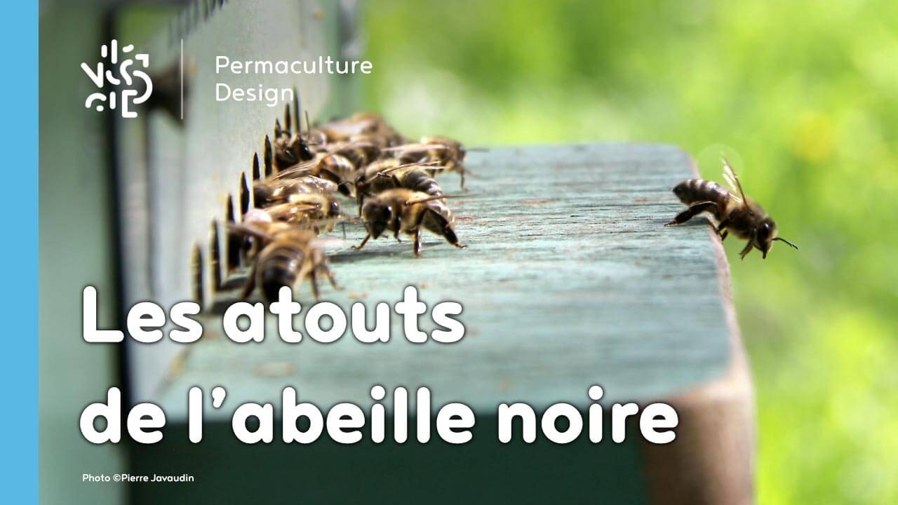 Pourquoi réintroduire l’abeille noire en apiculture ?