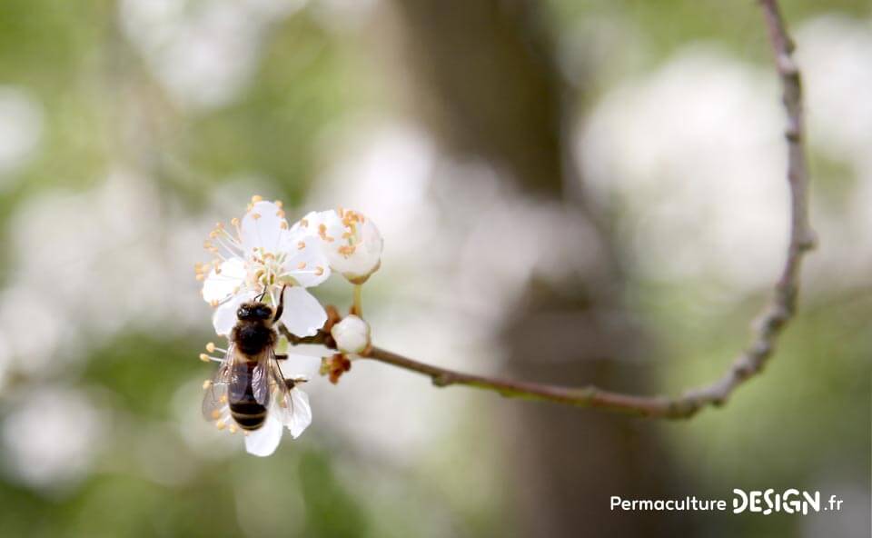 | Parfaitement adaptée à son contexte, l’abeille noire mérite une place de choix dans l’apiculture naturelle. |