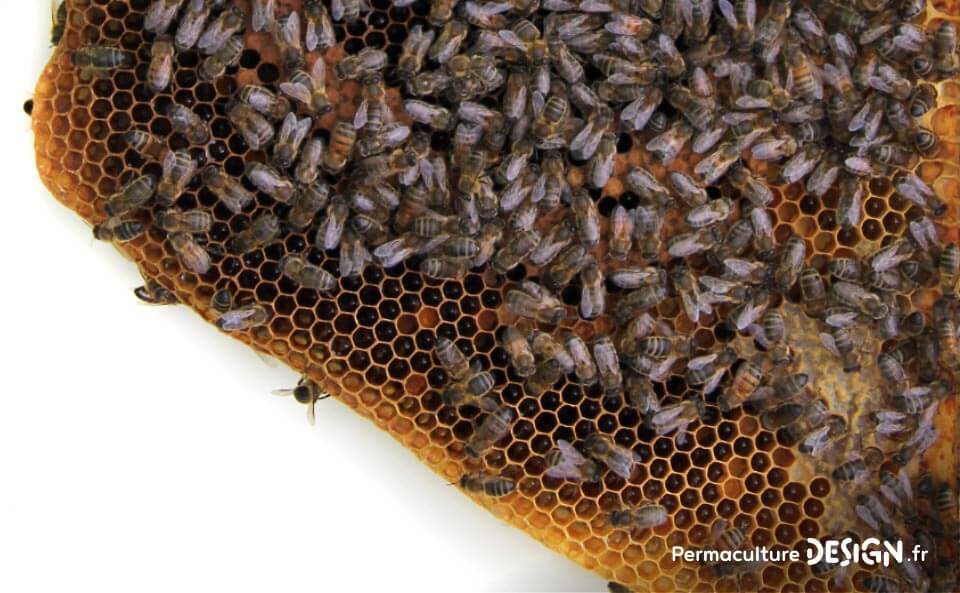 | Parfaitement adaptée à son contexte, l’abeille noire mérite une place de choix dans l’apiculture naturelle. |