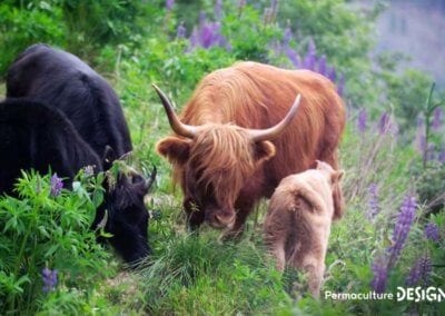 La ferme en permaculture de Sepp Holzer est un exemple remarquable de ce que peut donner une conception permacole réussie.