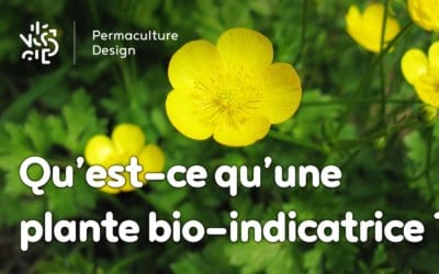 Qu’est-ce qu’une plante bio-indicatrice et que dit-elle sur votre sol ?