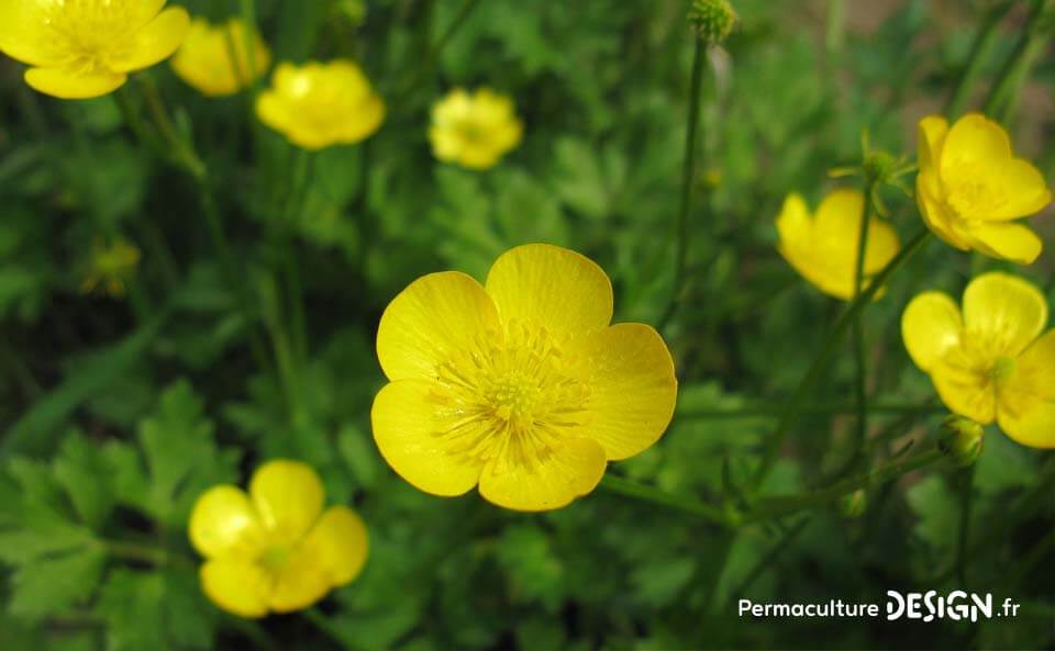 Observer les plantes bio-indicatrices donne de nombreux renseignements sur la composition et l’état des sols dans lesquels elles poussent.