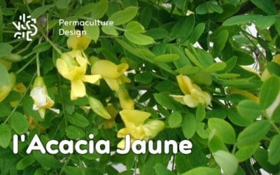 L’Acacia Jaune