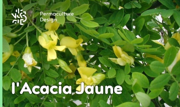 L’Acacia Jaune