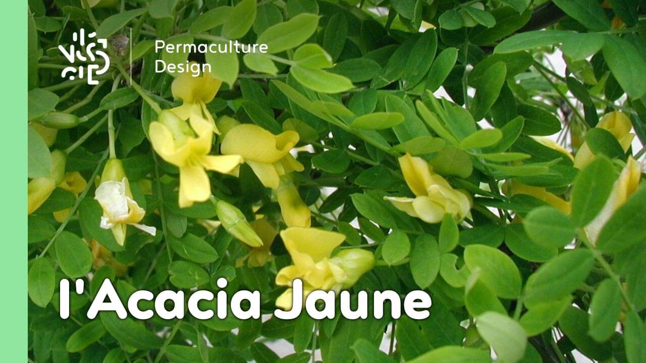 L’Acacia Jaune