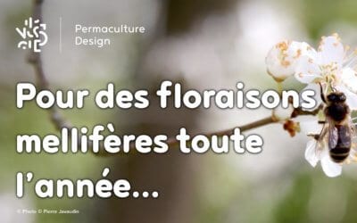 Les meilleures plantes mellifères pour nourrir vos abeilles toute l’année !