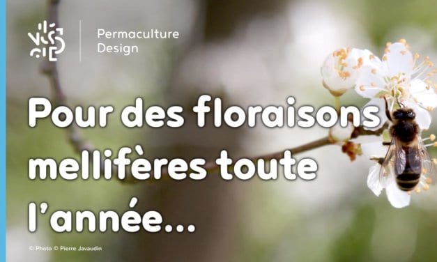 Les meilleures plantes mellifères pour nourrir vos abeilles toute l’année !