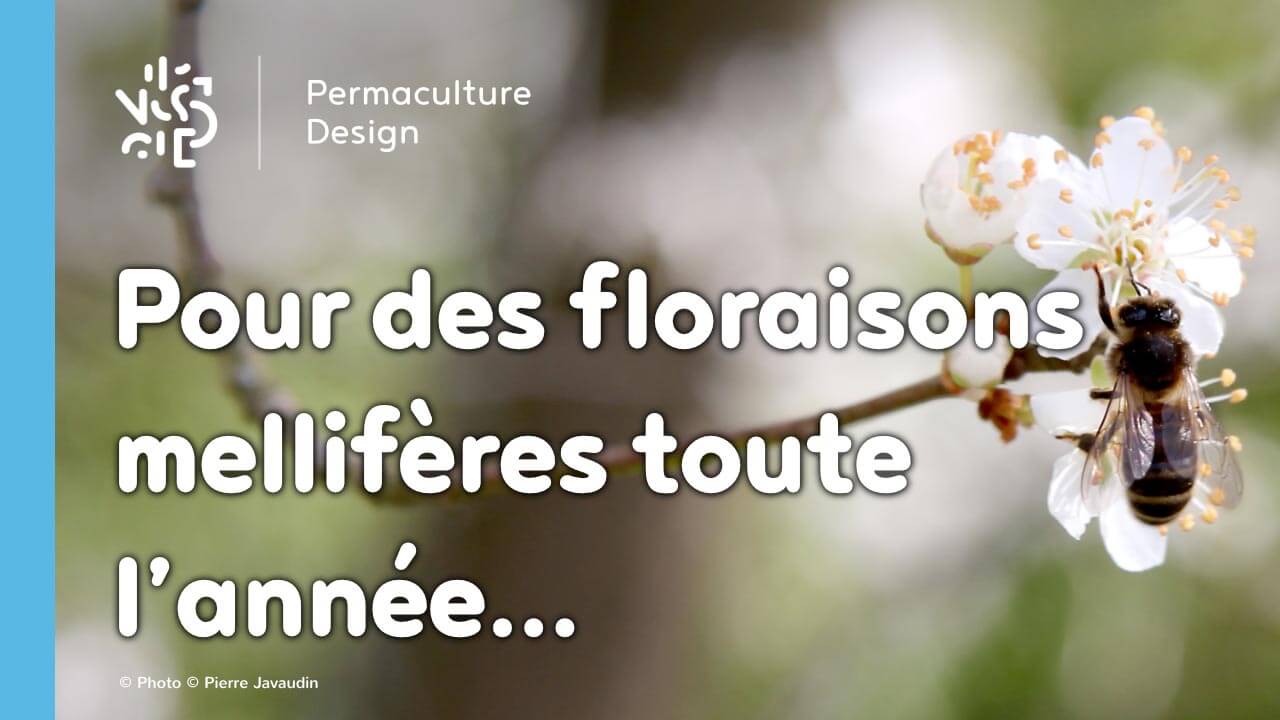 Les meilleures plantes mellifères pour nourrir vos abeilles toute l’année !