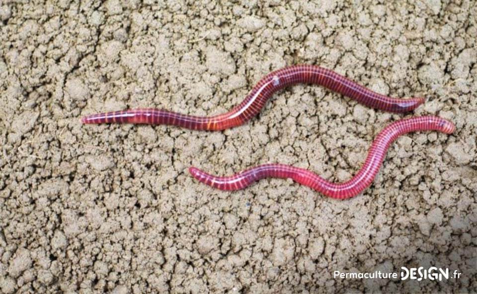 Le vermicomposteur est une boîte à vers permettant de faire un compost de qualité