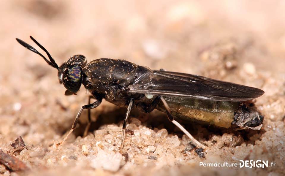 Le vermicomposteur est une boîte à vers permettant de faire un compost de qualité