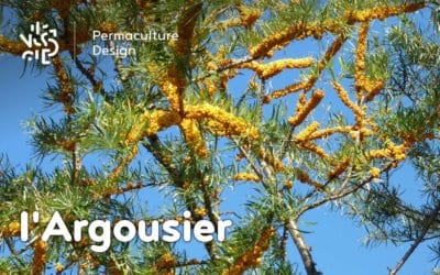 L’Argousier