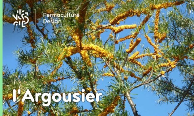 L’Argousier