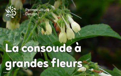 La consoude à grandes fleurs