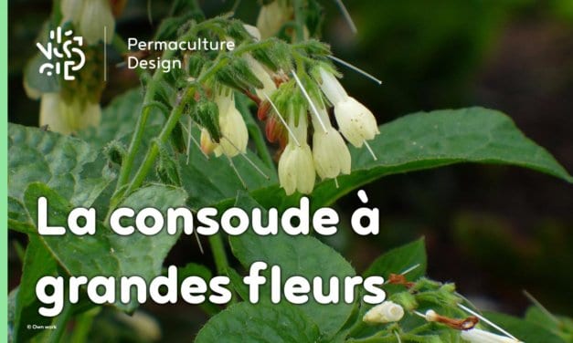 La consoude à grandes fleurs