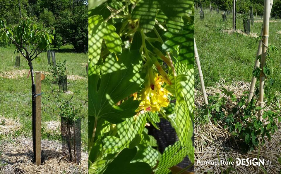 Suivi de la création d’un jardin-forêt comestible en permaculture au sein de la communauté du projet TERA.