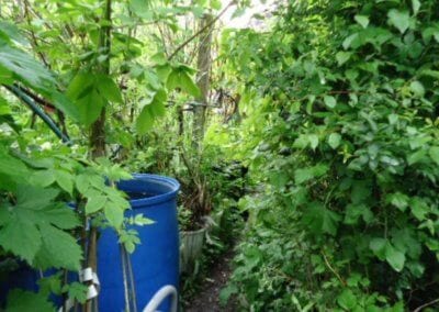 Le jardin-forêt en permaculture des fraternités ouvrières de Mouscron en Belgique produit des fruits et légumes en abondance toute l’année.