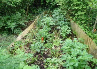 Le jardin-forêt en permaculture des fraternités ouvrières de Mouscron en Belgique produit des fruits et légumes en abondance toute l’année.